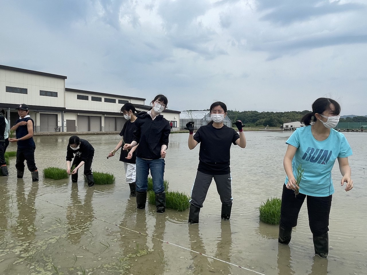 田植え