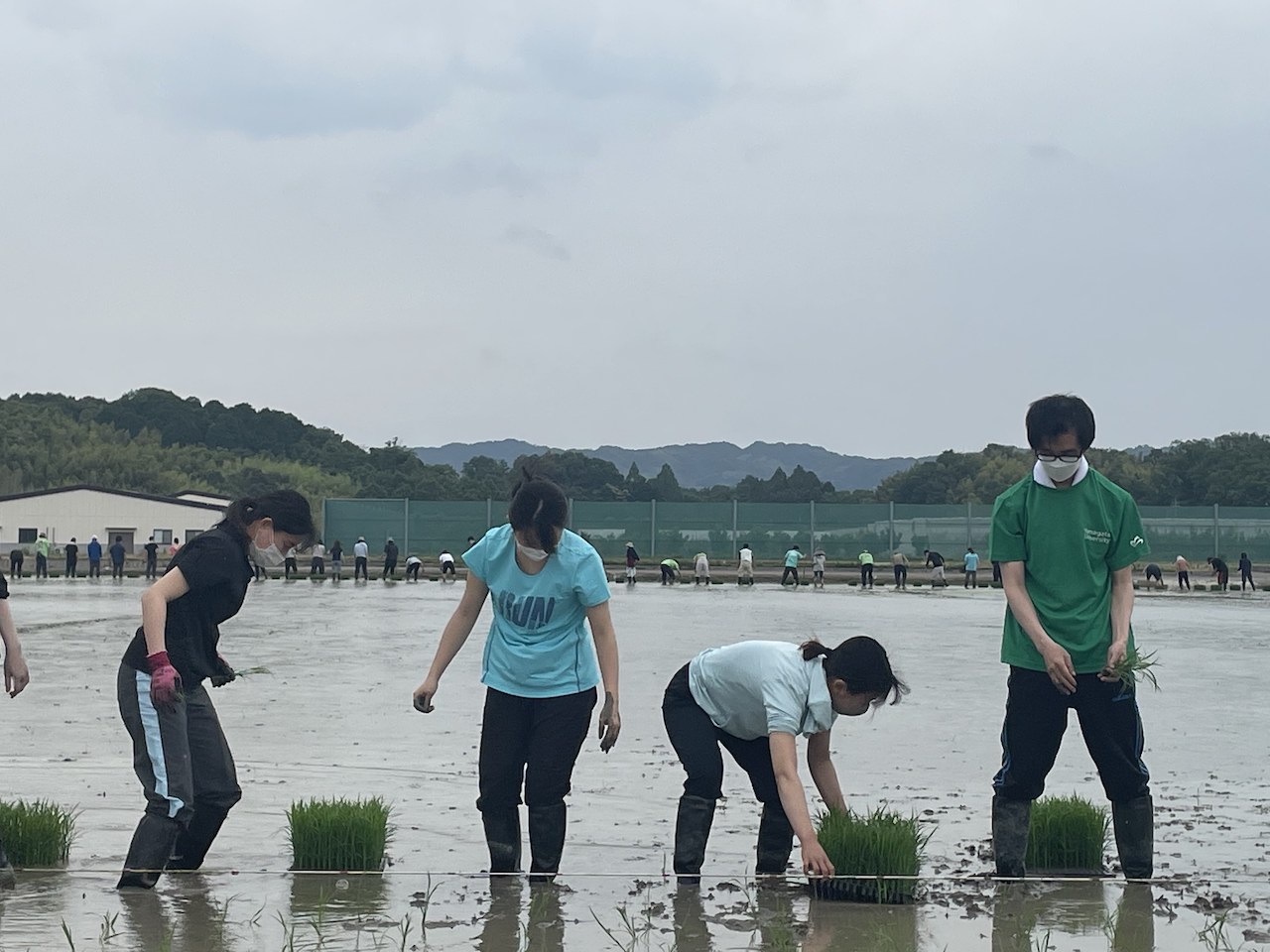 田植え