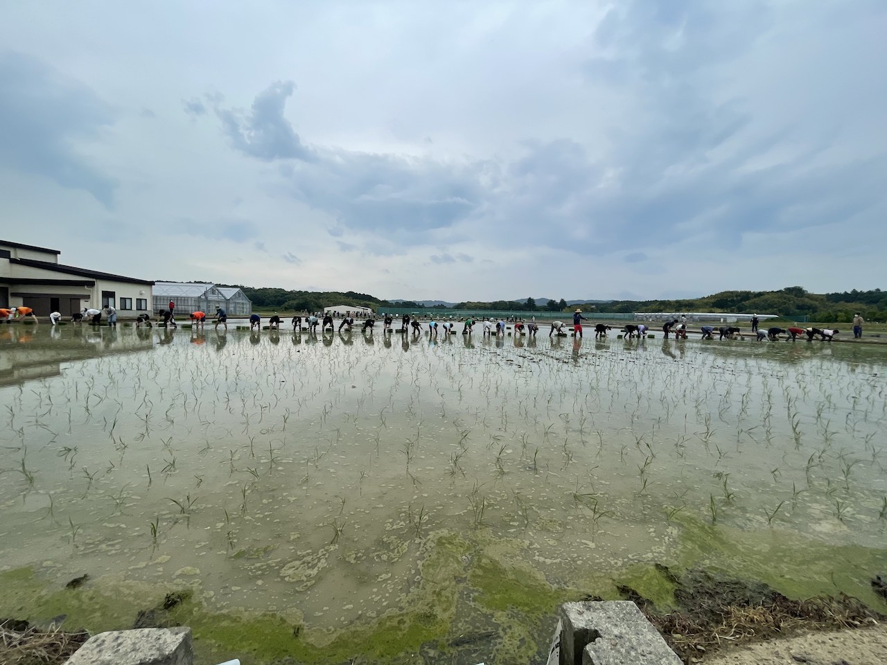 田植え