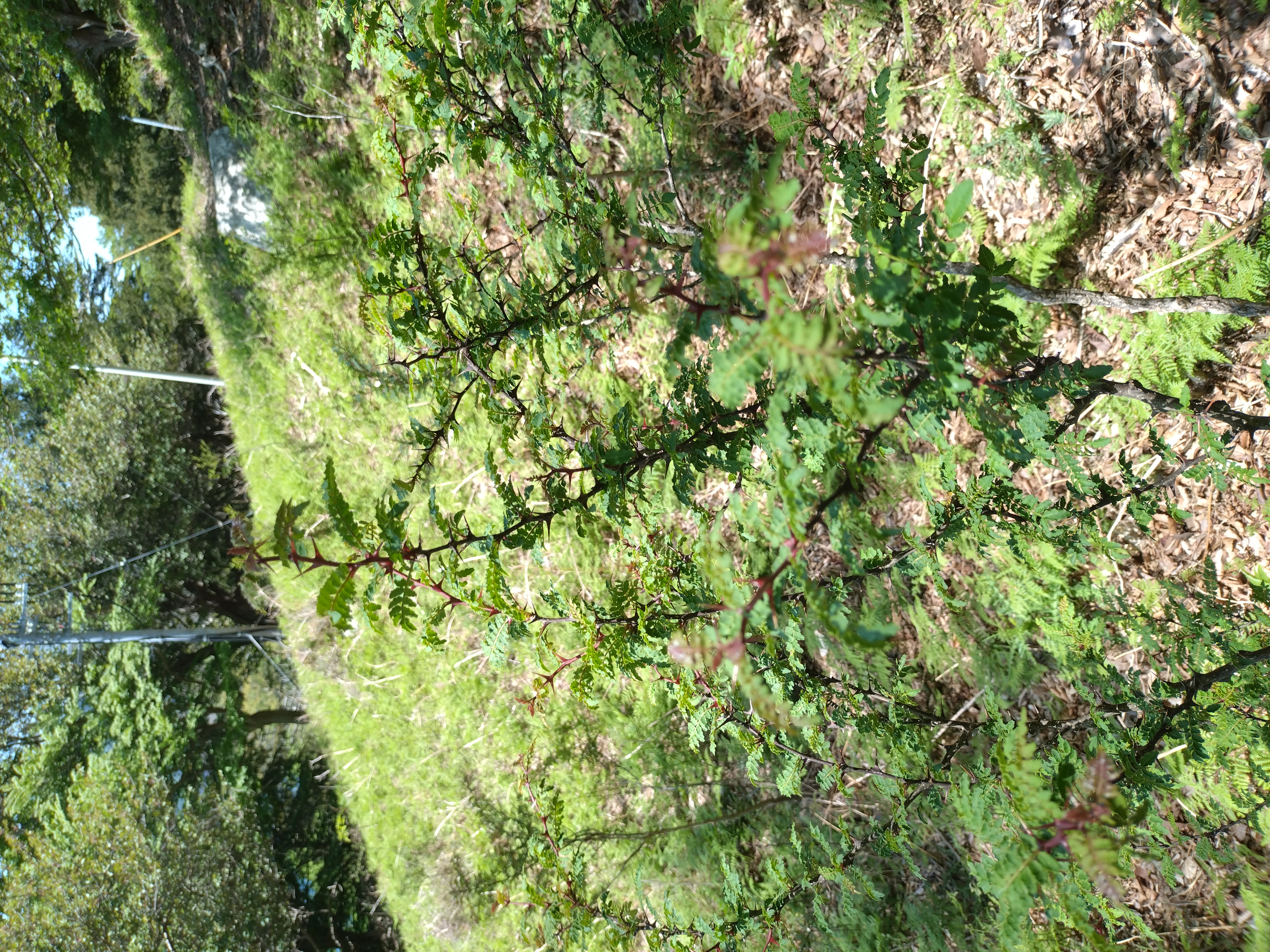 kinkasan