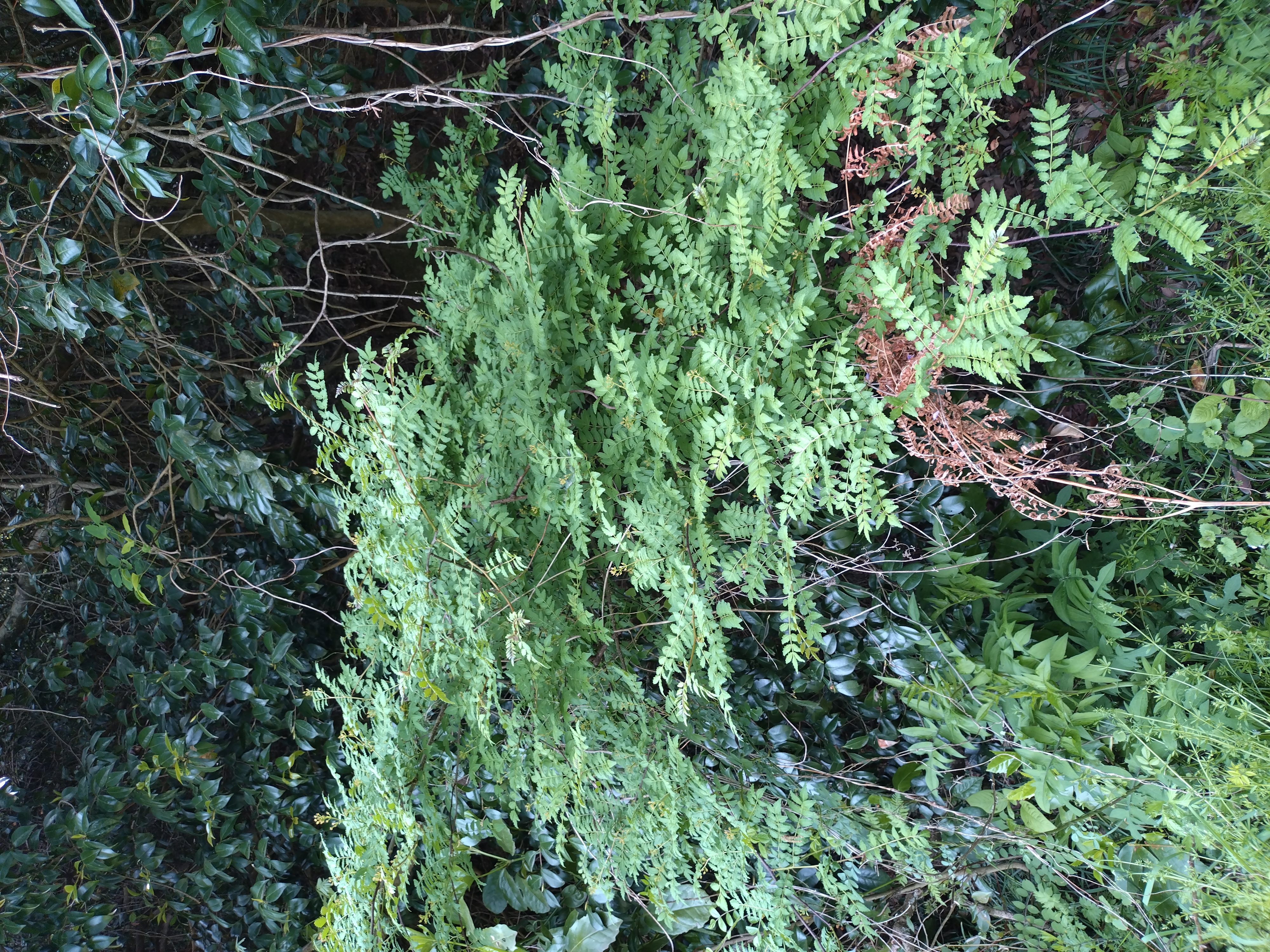 kinkasan