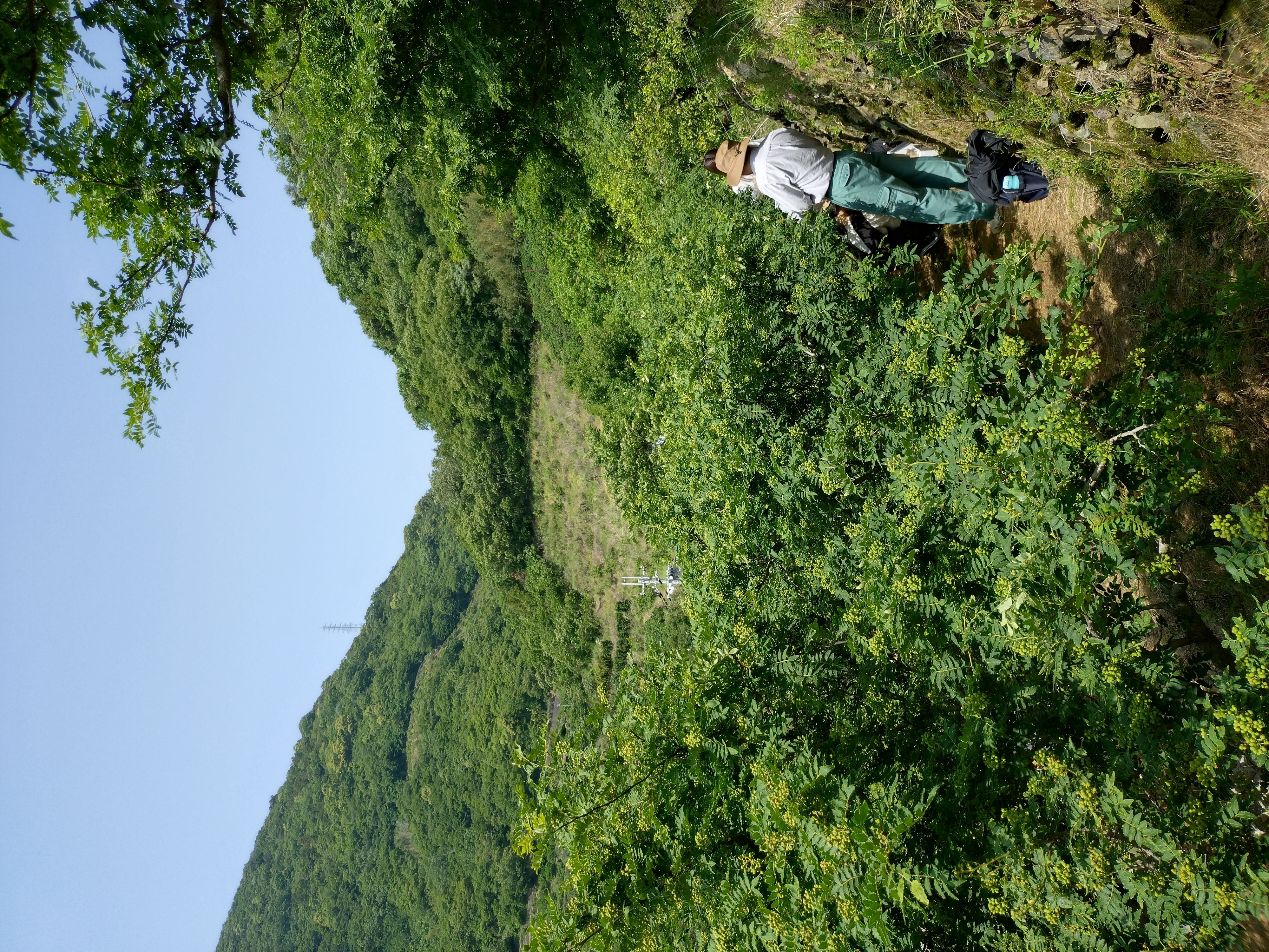 sansho